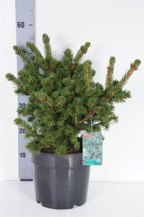 Picea pungens 'Lucky Strike'