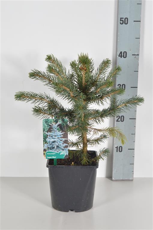 Picea pungens &