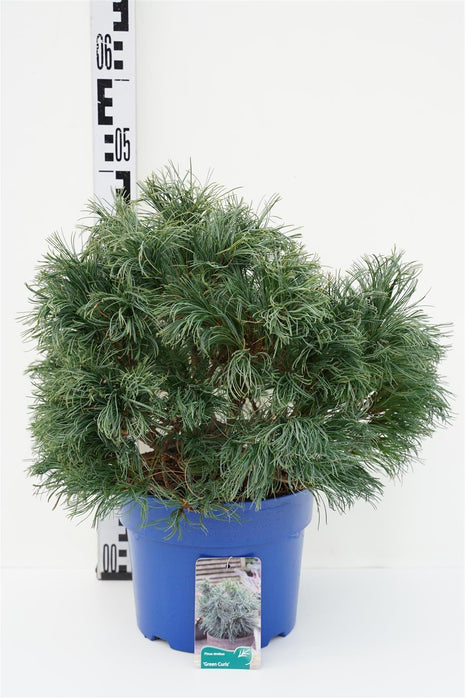 Pinus strobus "Green Curls"