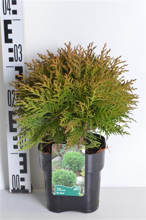 Thuja occ. &