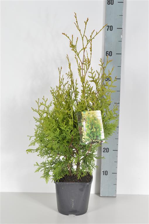 Thuja occ. &