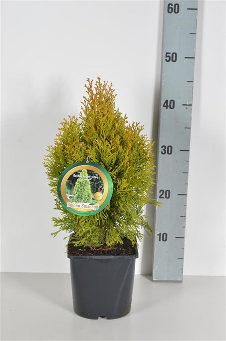 Thuja occ. 'Golden Smaragd'