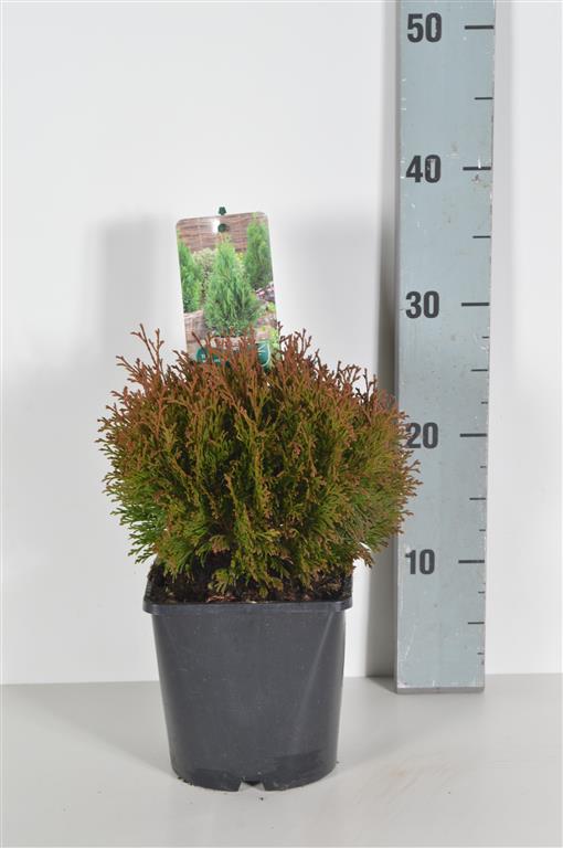 Thuja occ. &