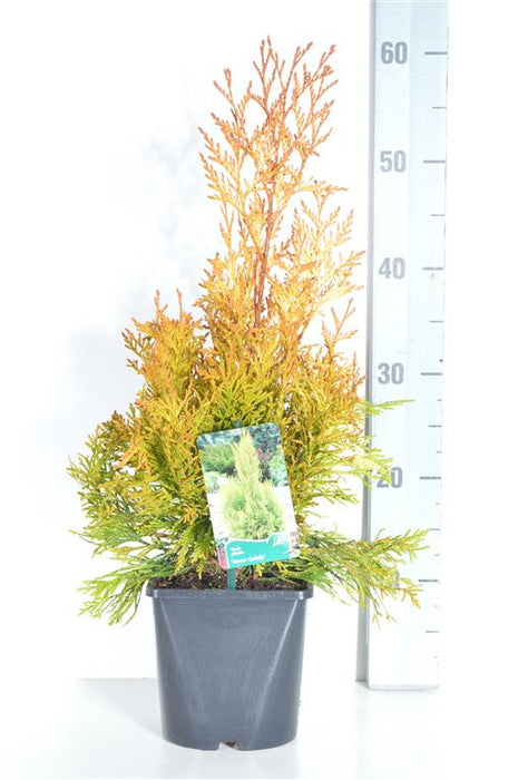 Thuja pl. '4ever Goldy'