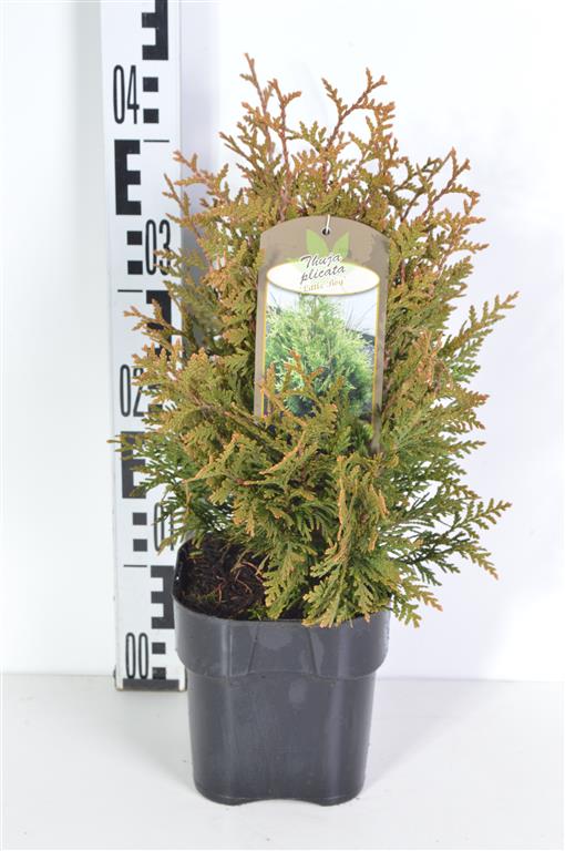Thuja pl. &