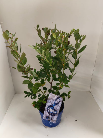Vaccinium &