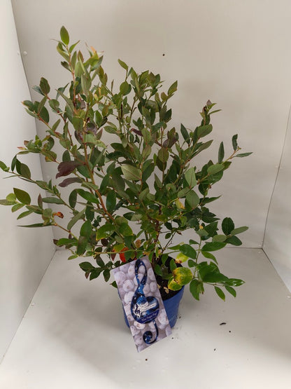Vaccinium &