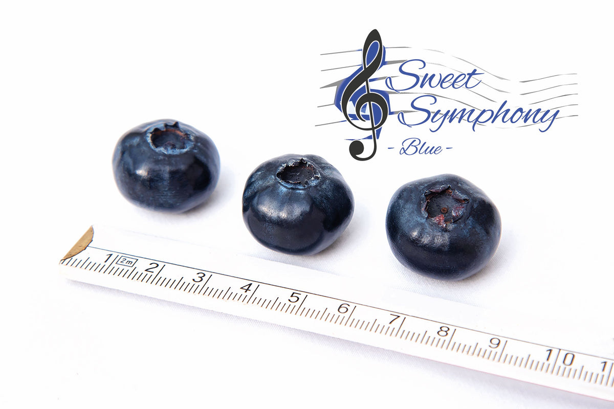 Vaccinium &