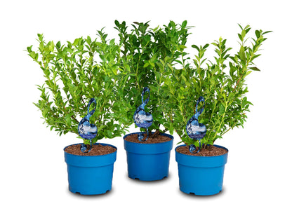 Vaccinium &