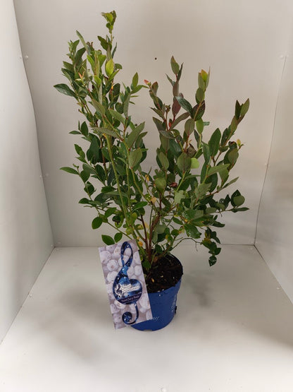 Vaccinium &