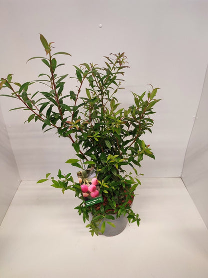 Vaccinium &