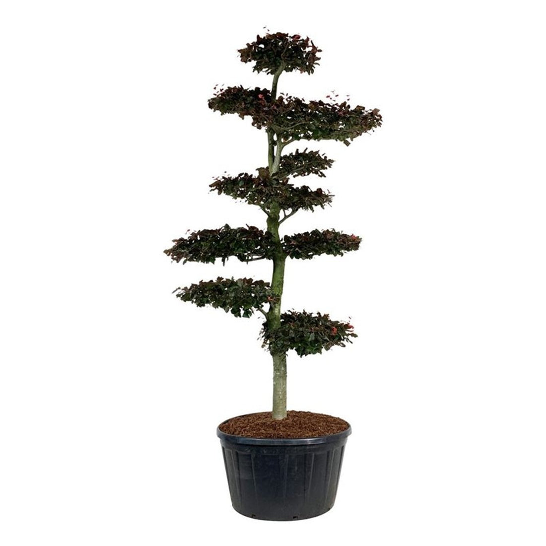 Fagus syl. &