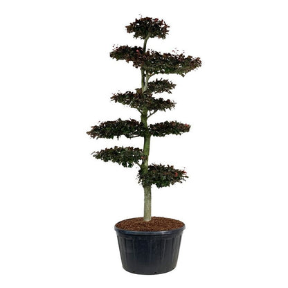 Fagus syl. &