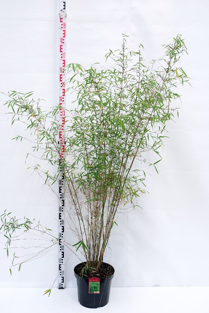 Fargesia angustissima 60-80 cm, C5 (5 liters kruka)