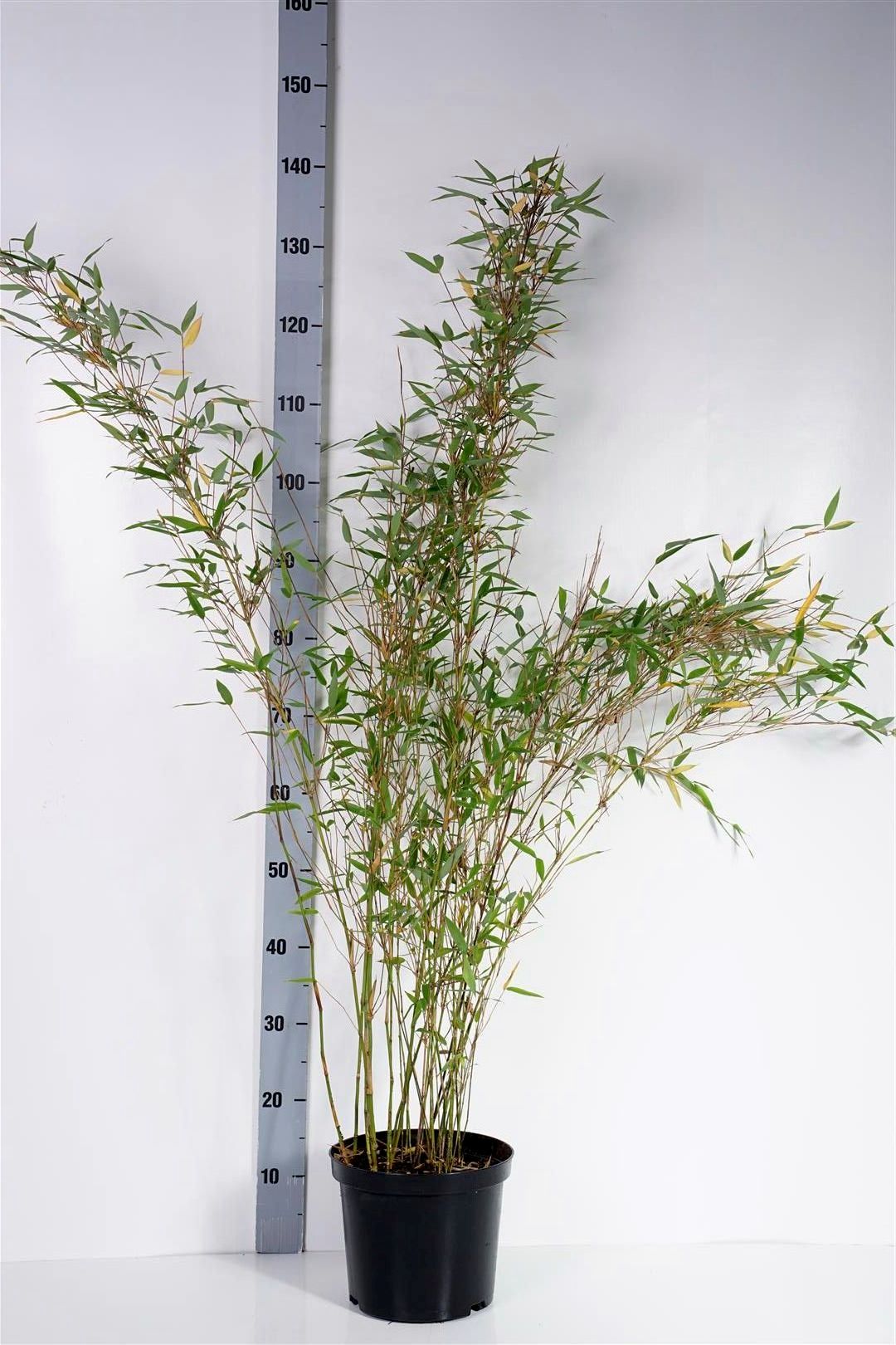 Fargesia denudata &