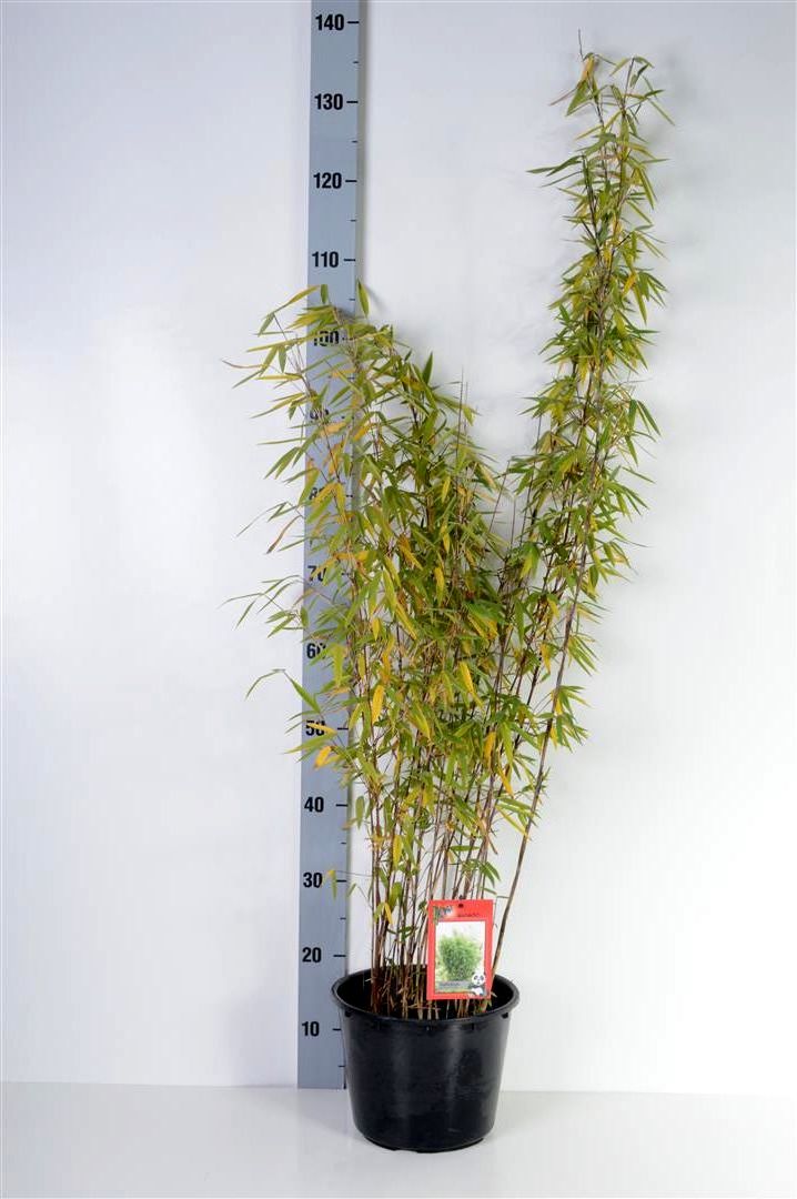 Fargesia nitida &