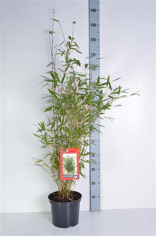 Fargesia nitida &