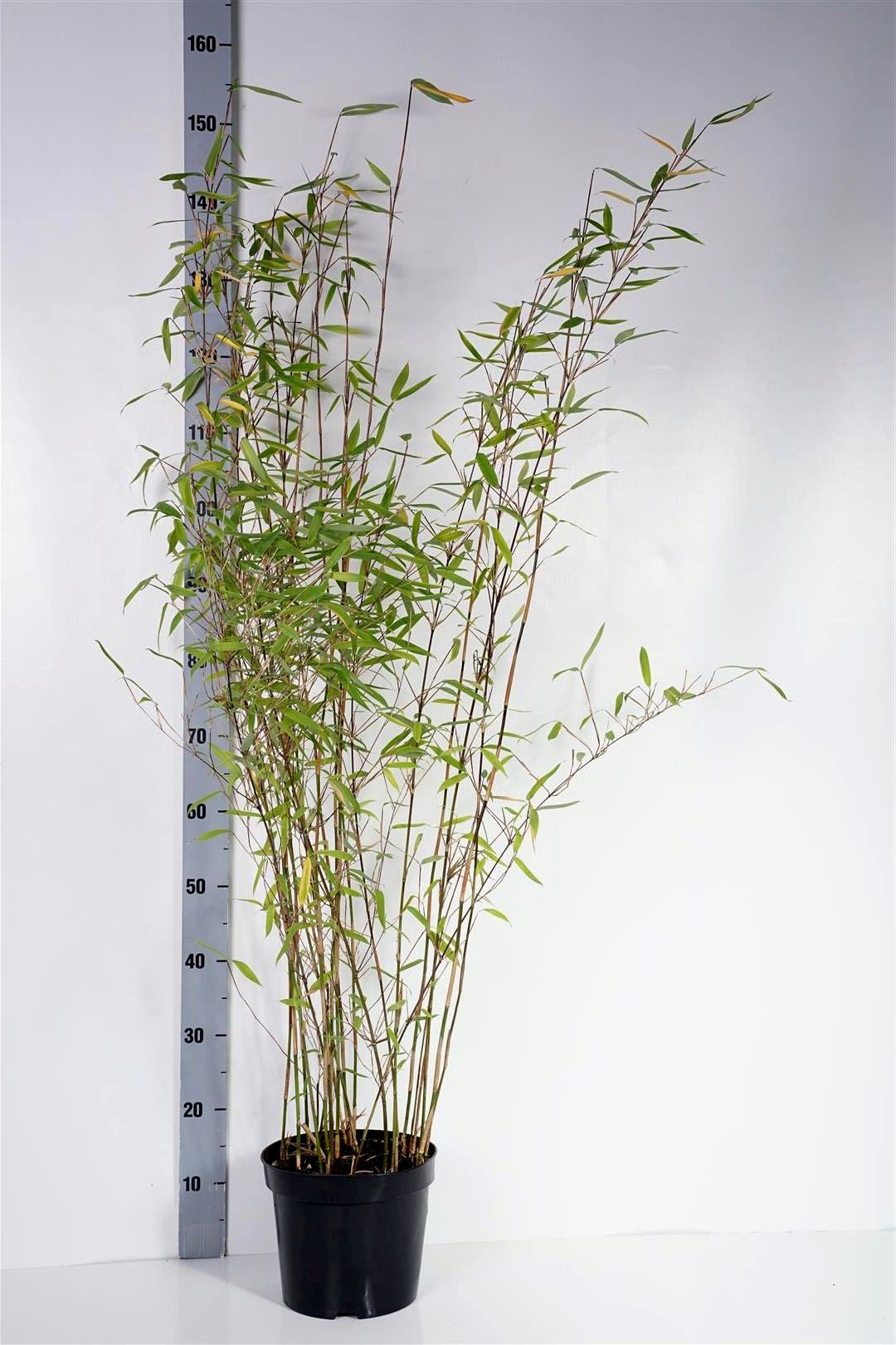 Fargesia nitida &