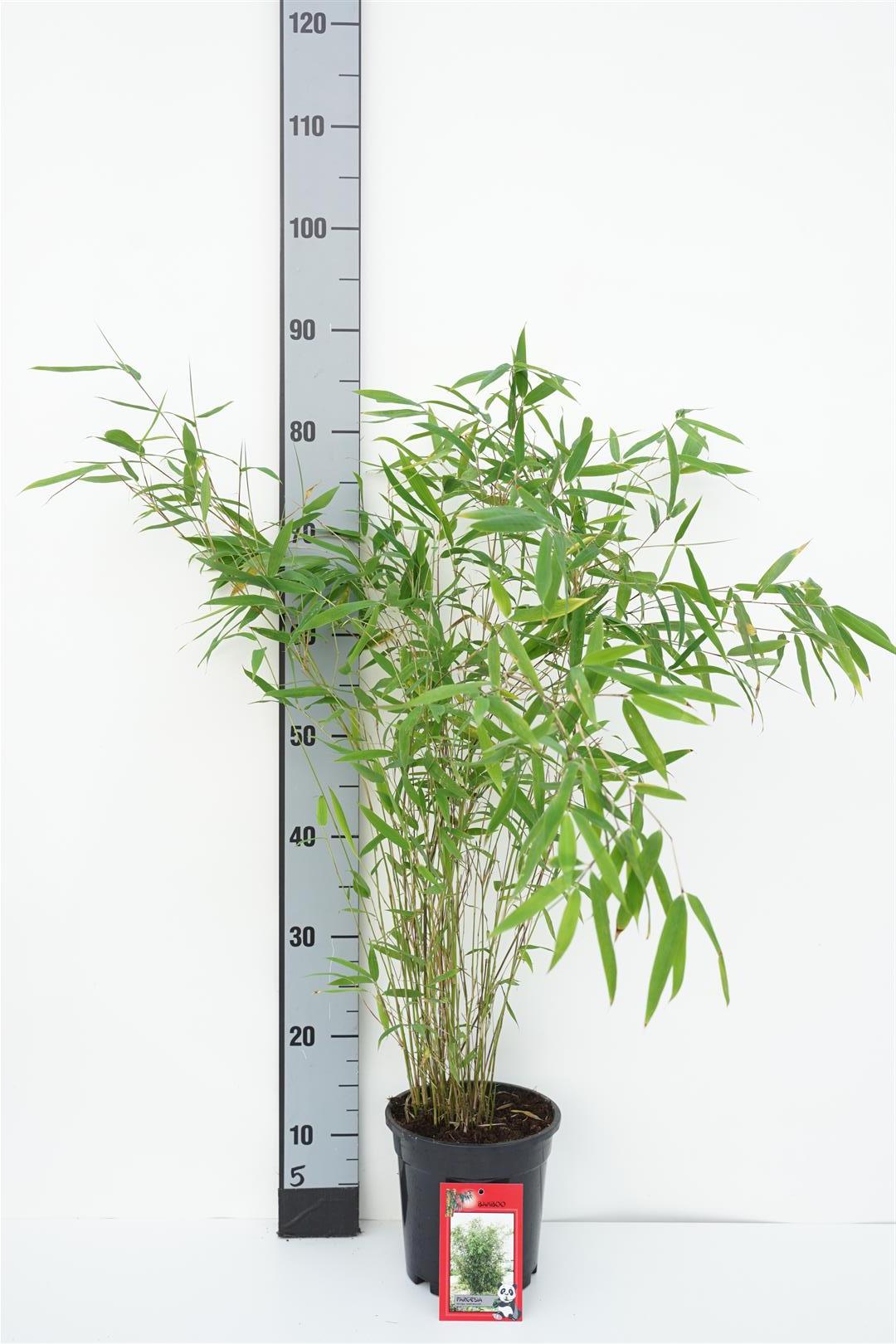 Fargesia nitida &