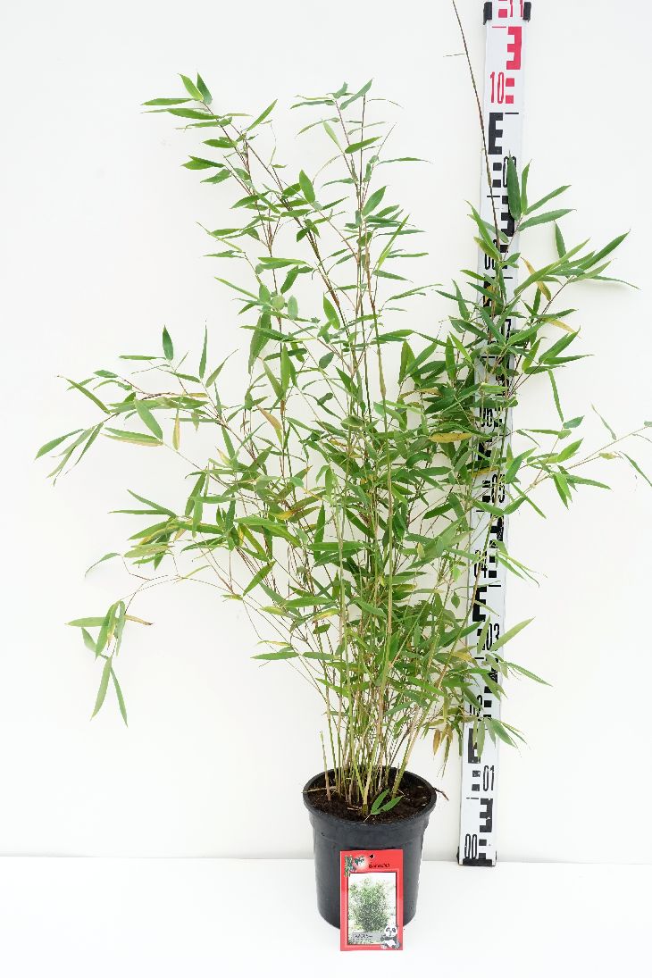 Fargesia nitida &