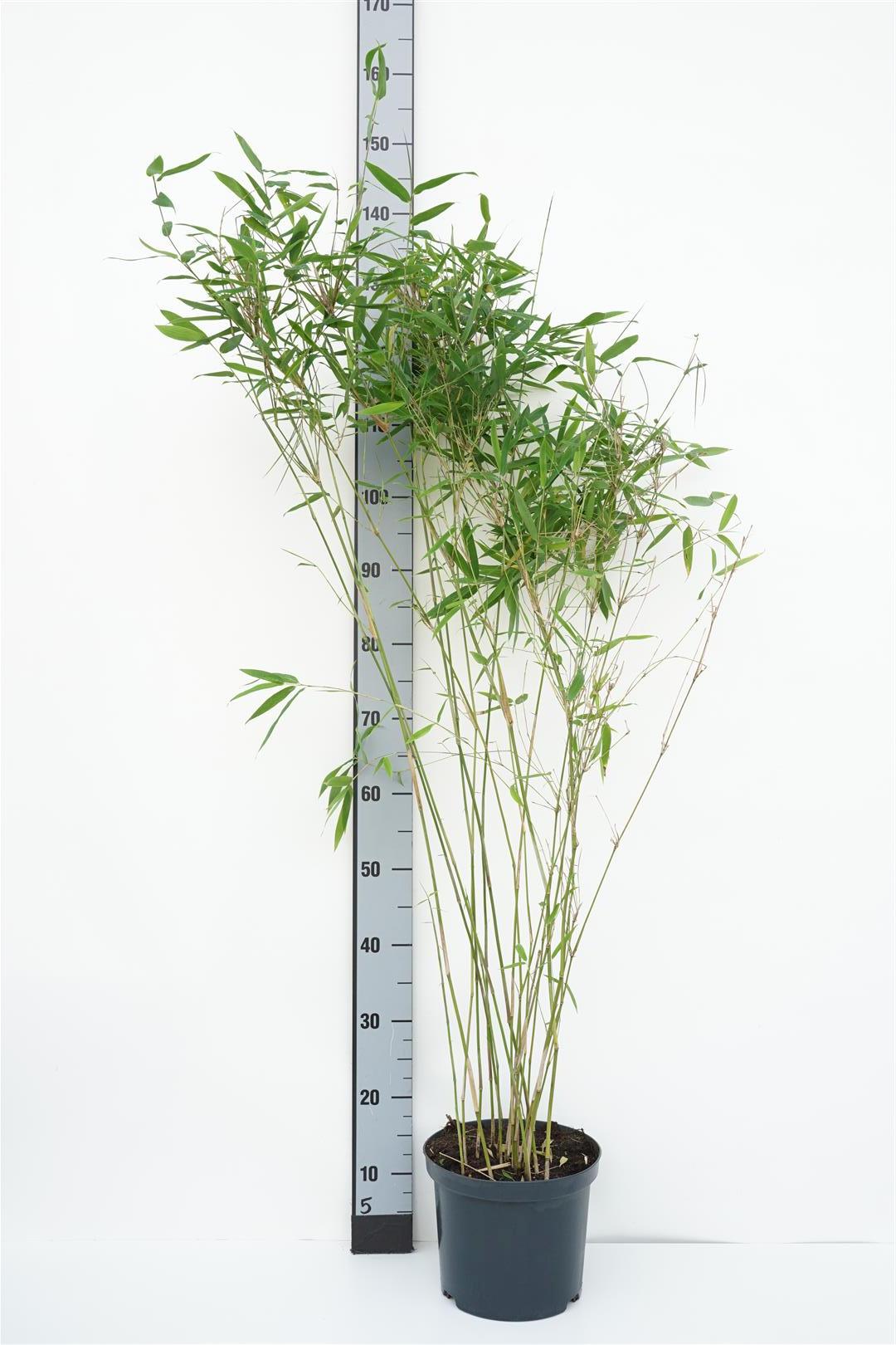 Fargesia nitida &