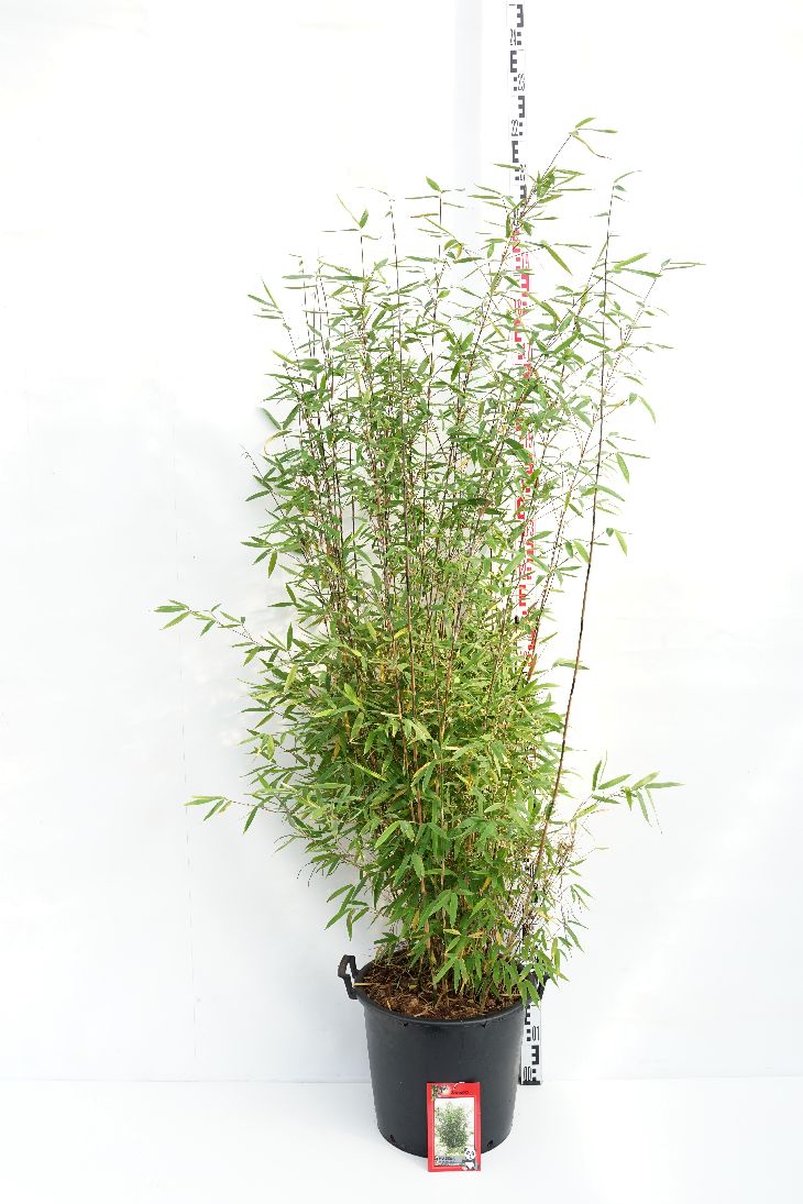 Fargesia nitida &