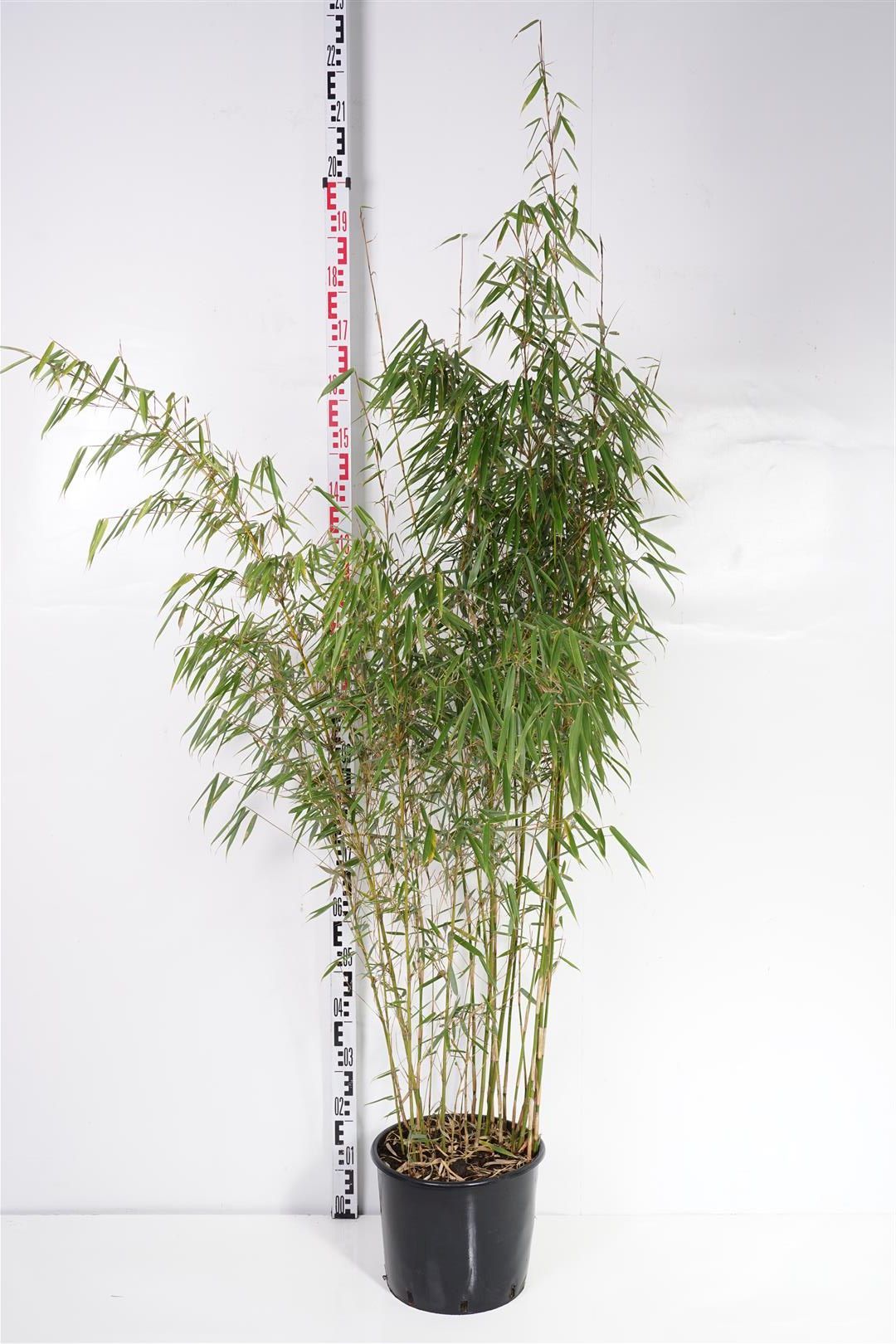 Fargesia robusta &