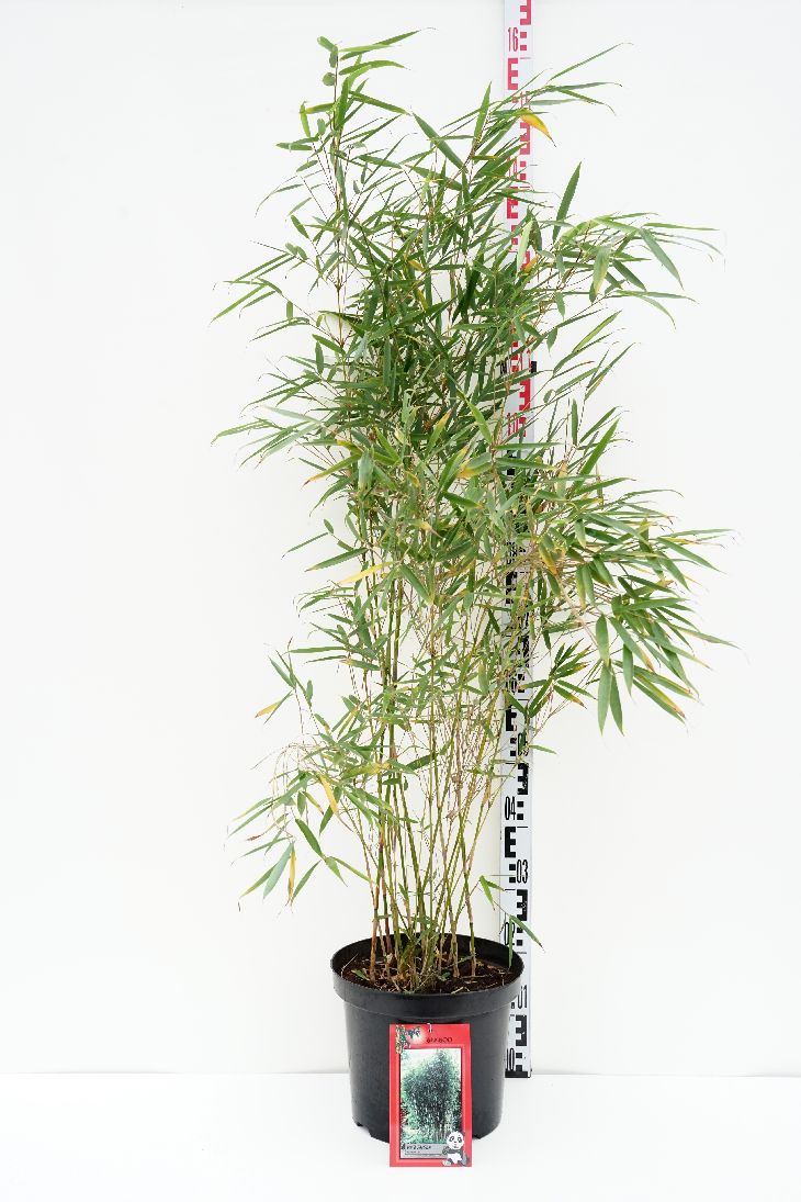 Fargesia robusta &