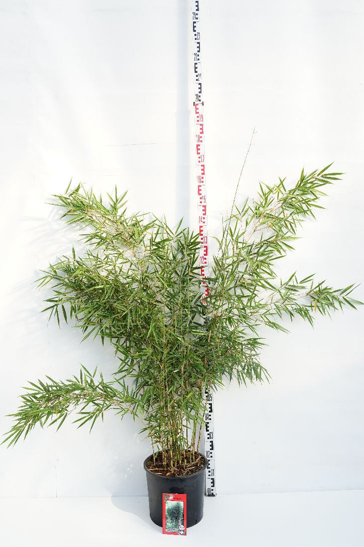Fargesia robusta &