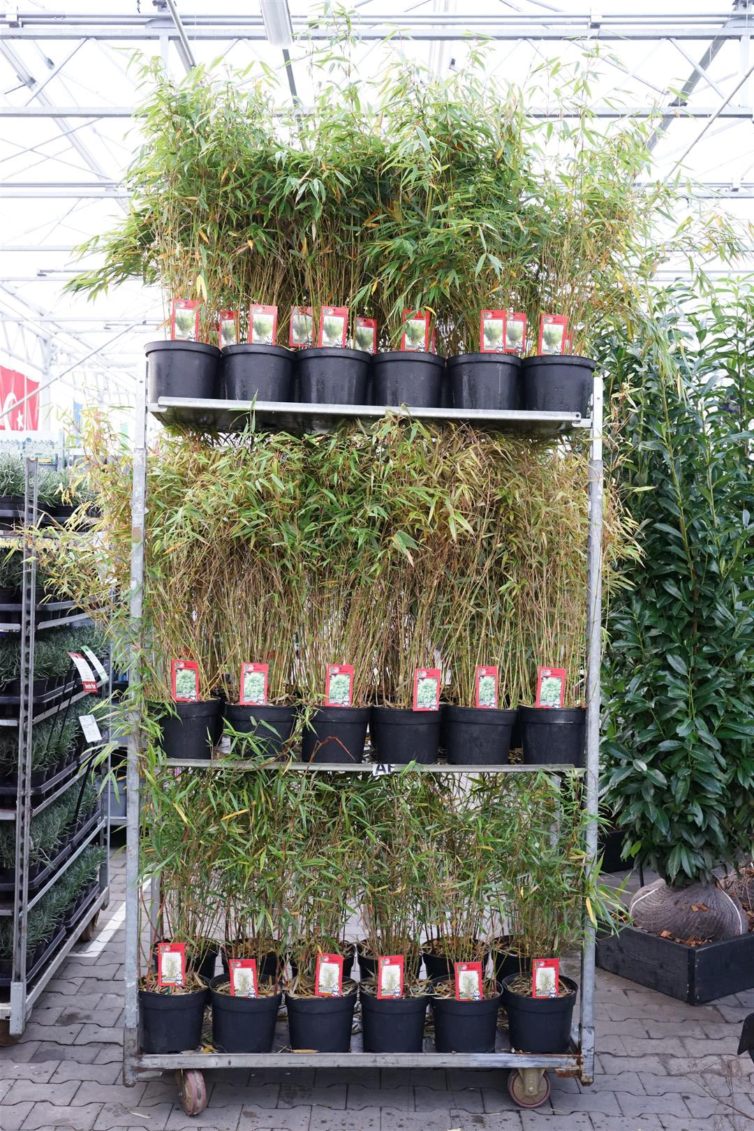 Fargesia in cultivars - C5/P23*