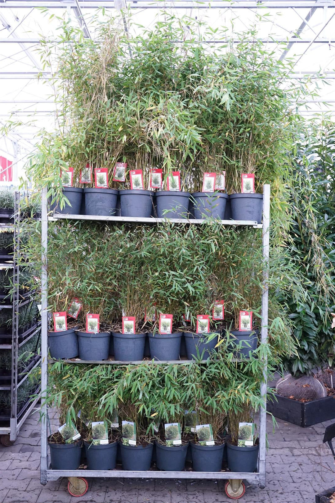 Fargesia in cultivars - C5/P23
