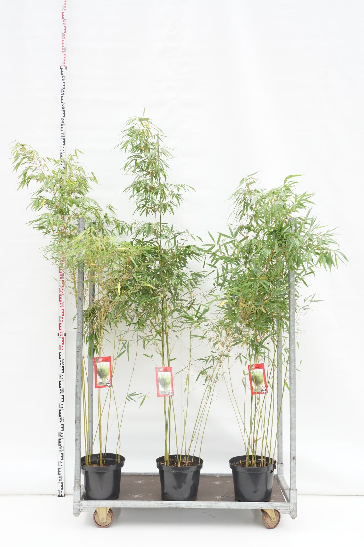 Fargesia robusta &