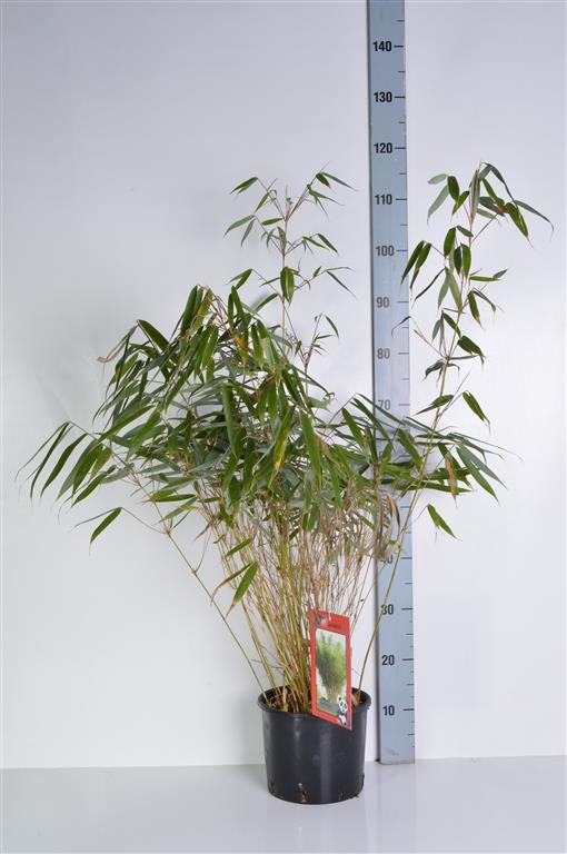 Fargesia robusta &