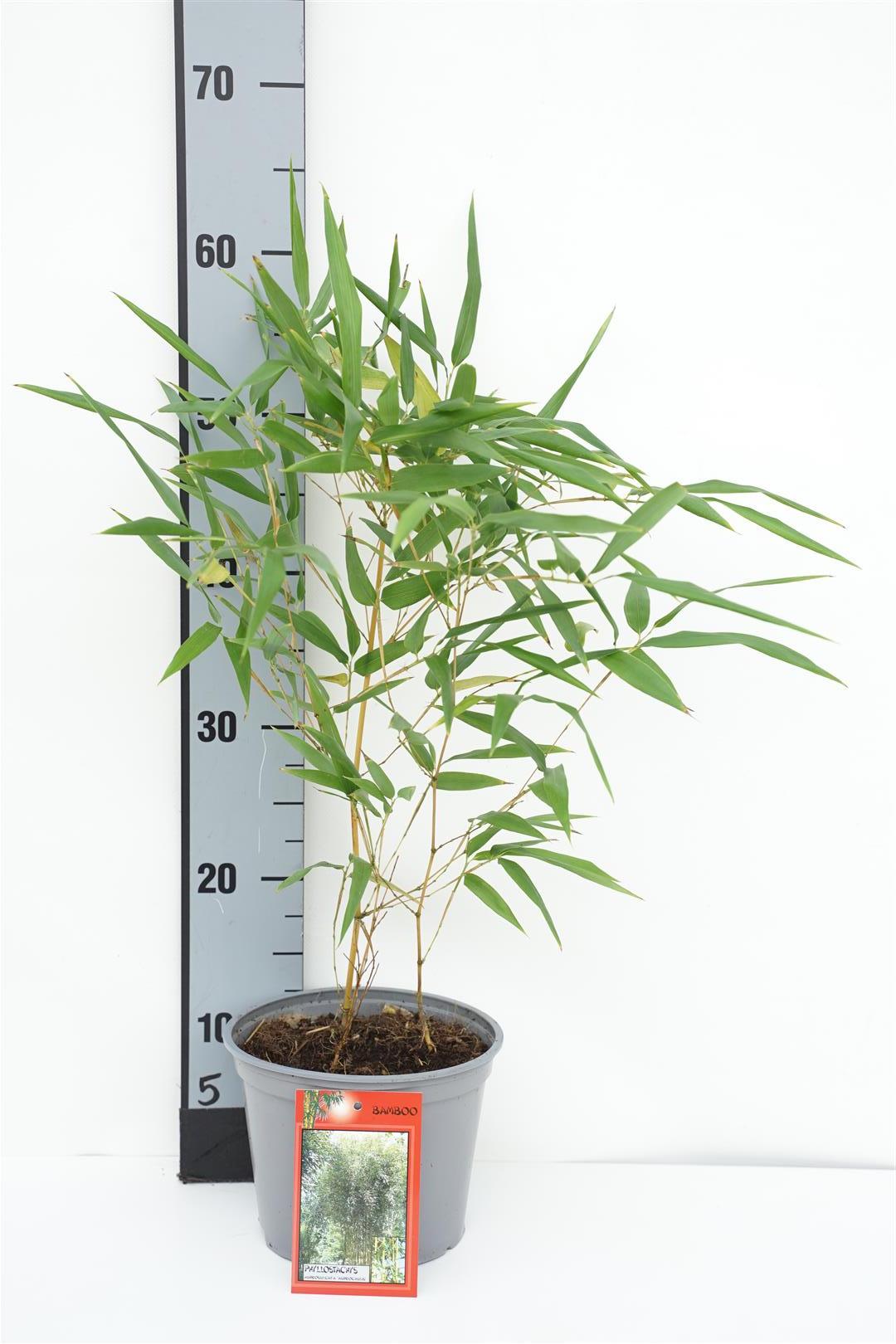 Phyllostachys aureos. &