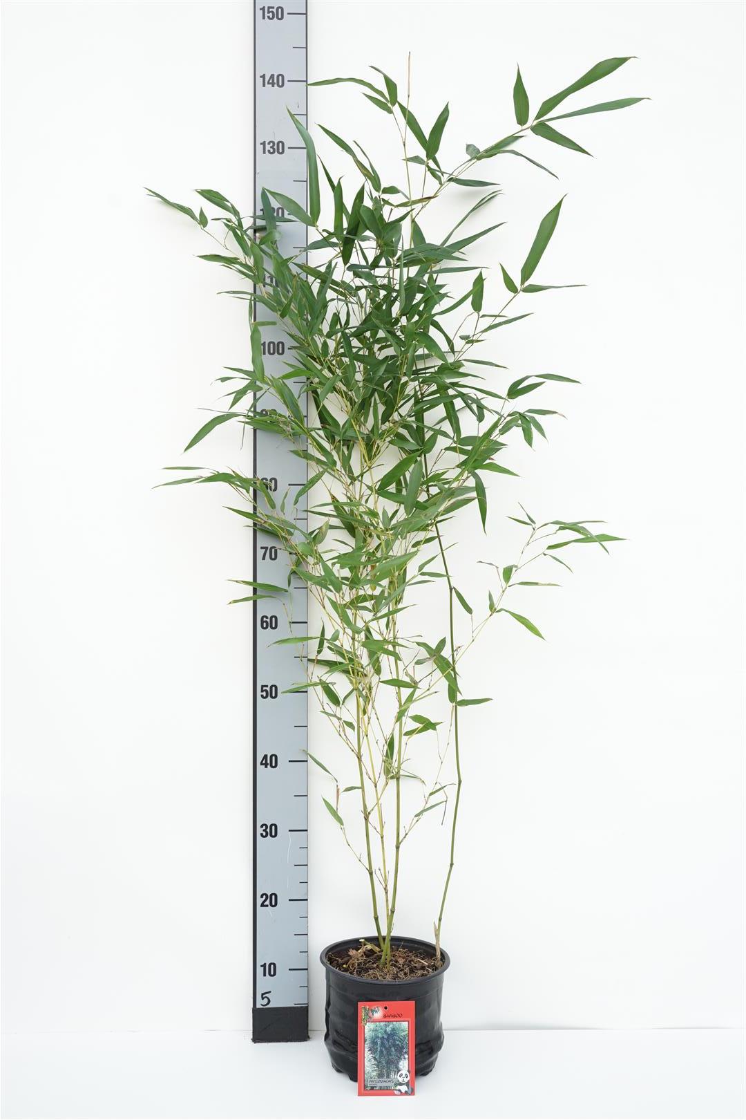 Phyllostachys bissetii - C3/P19 60-100 CM