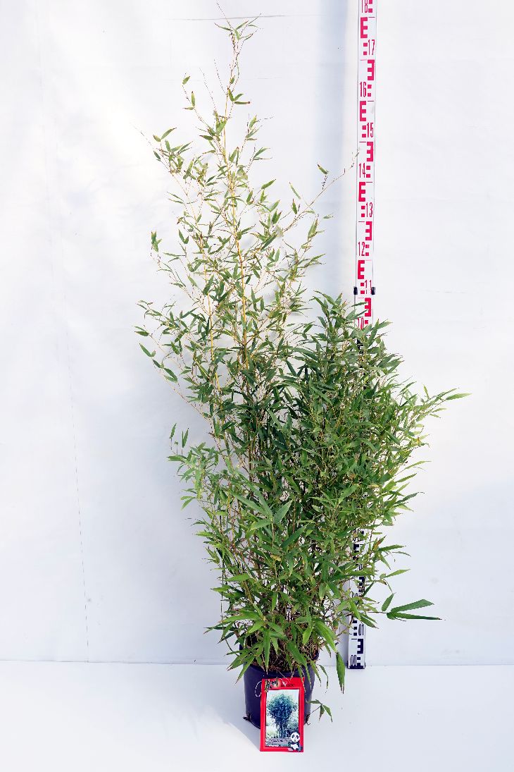 Phyllostachys bissetii - C5/P23 100-125 CM