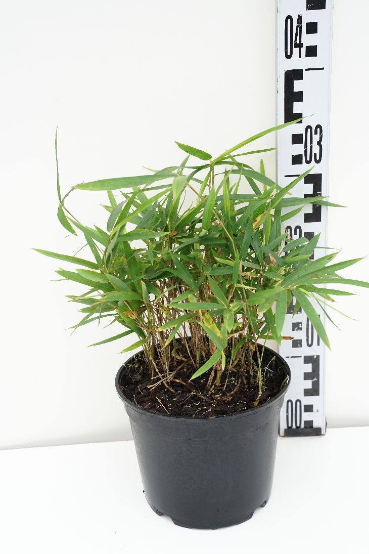 Pleioblastus pumilus - C2/P17 10-15 CM