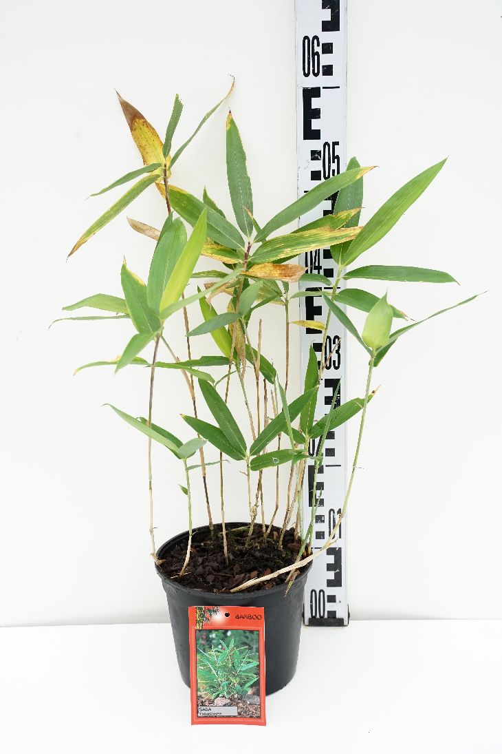 Sasa tsuboiana - C2/P17 10-15 CM