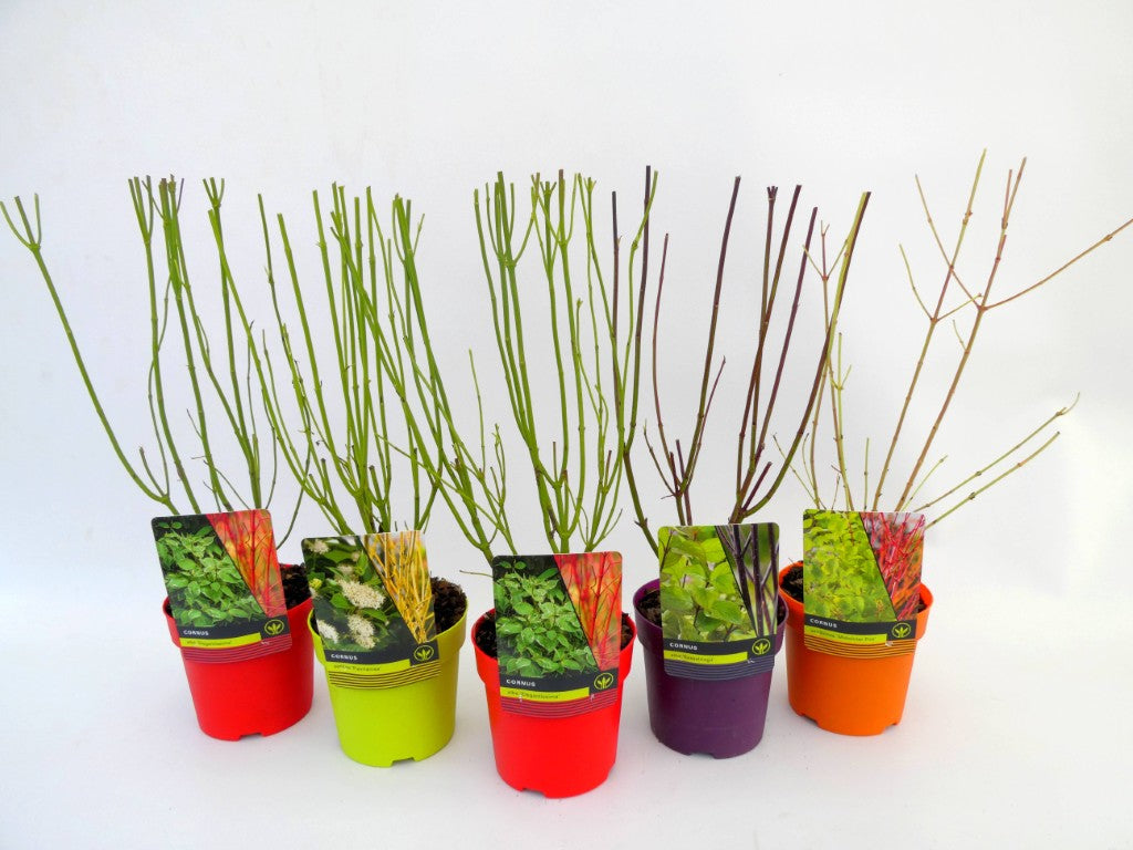 Kornell in cultivars - C1,5/P14 30-40 CM  DECO