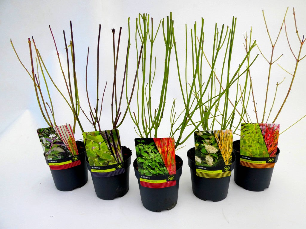 Kornell in cultivars - C1,5/P14 30-40 CM