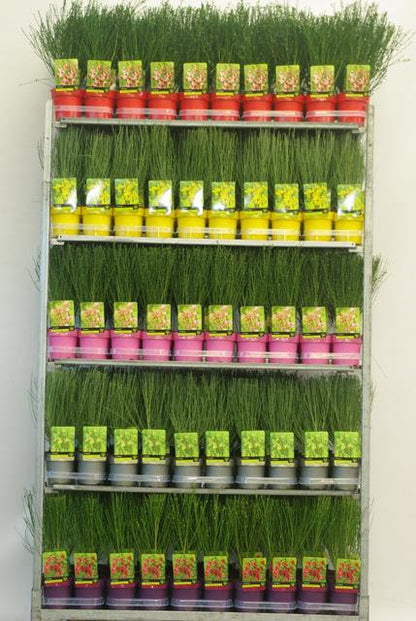 Cytisus i sorter C1,5 (1,5 liters kruka) / 14 cm kruka 30-40 cm DECO