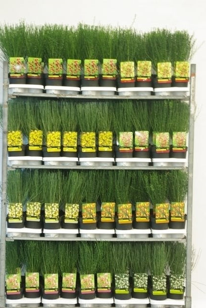 Cytisus i sorter C1,5 (1,5 liters kruka) / 14 cm kruka 30-40 cm