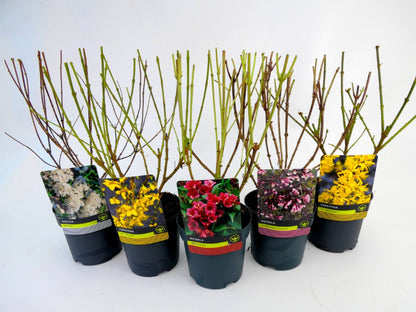 Mix av prydnadsbuskar C1,5 (1,5 liters kruka) 30-40 cm