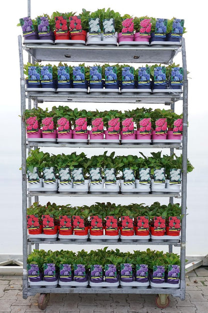 Hydrangea m. i sorter C1,5 (1,5 liters kruka) / 14 cm kruka, 30-40 cm