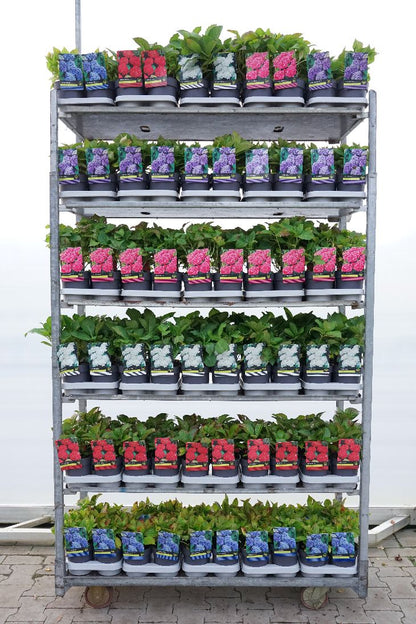 Hydrangea macrophylla i olika sorter C1,5 (1,5 liters kruka) / 14 cm kruka 30–40 cm