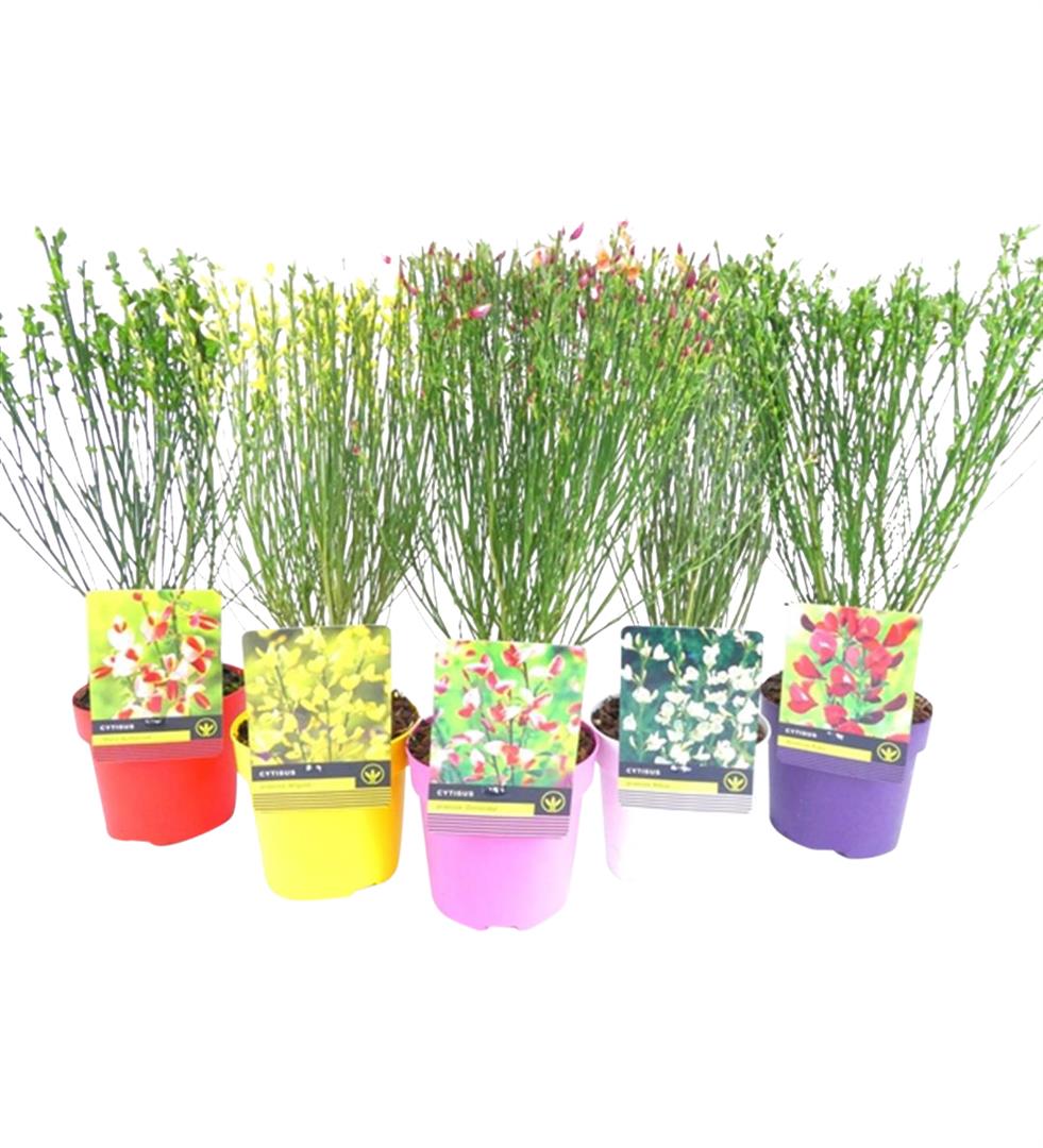 Mix CC Hydrangea/Cytisus - C1,5/P14 30-40 CM  DECO