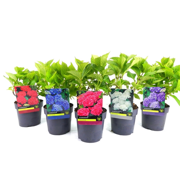 Mix CC Hydrangea/Cytisus - C1,5/P14 30-40 CM