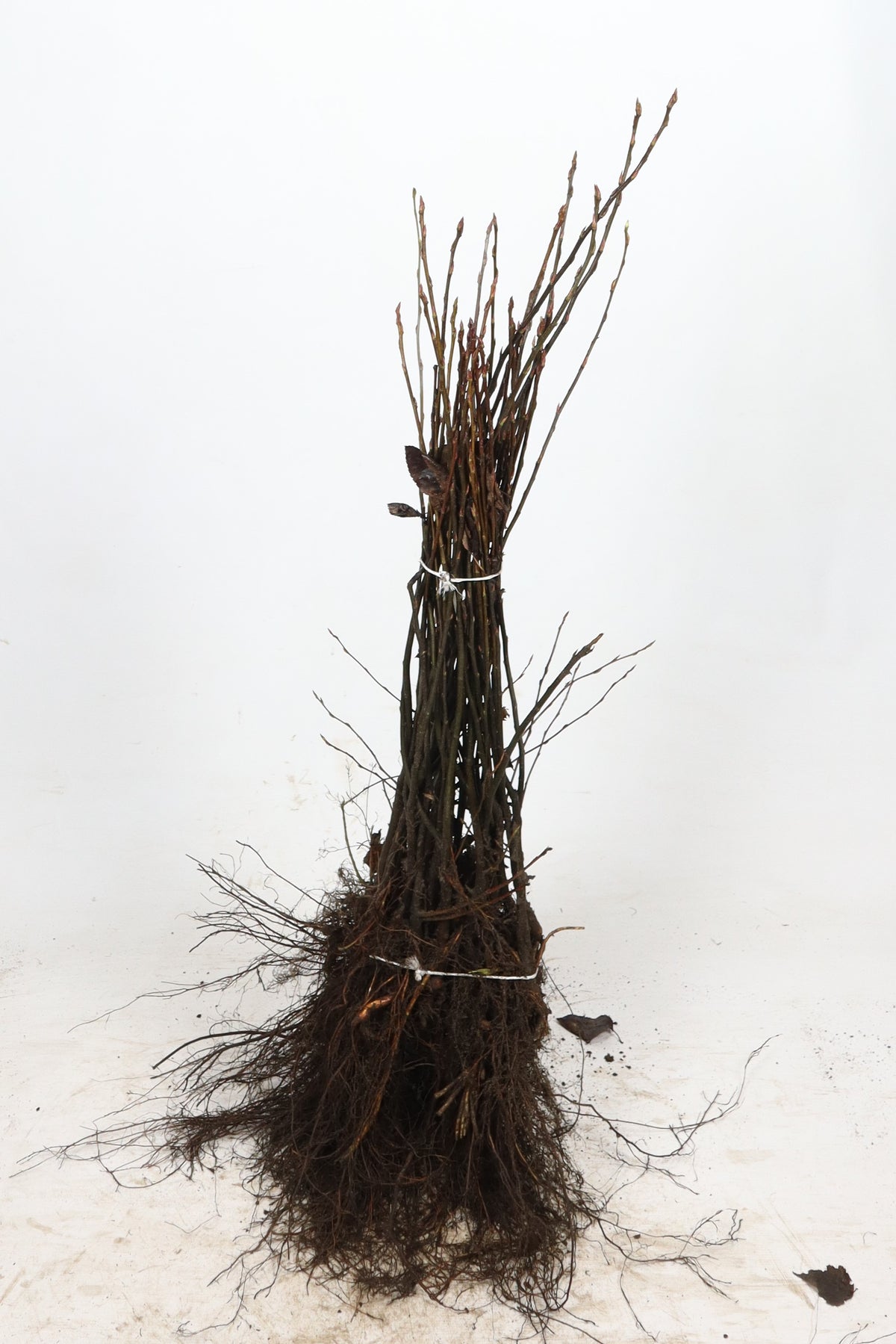 Körsbärskornell ; 40-60 cm barrot 1+2