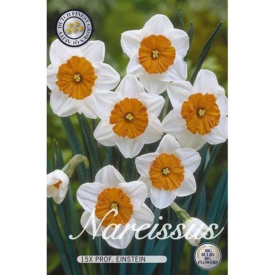 Narciss Barrett Browning 12-pack