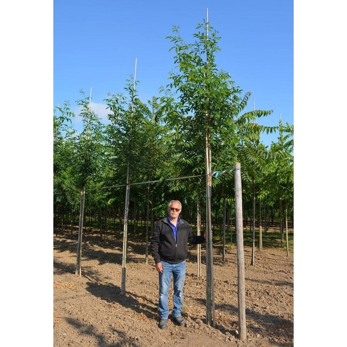 Robinia - Robinia pseudoacacia 'Unifoliola' 12-14 HS,